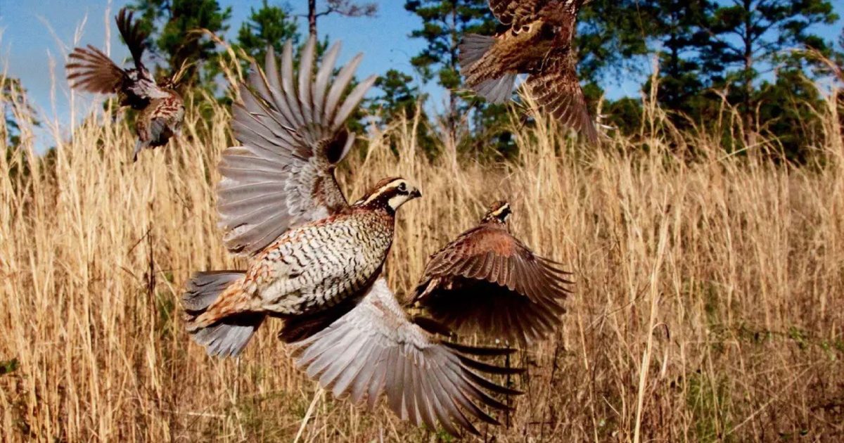 Hunting | Visit Albany, Georgia